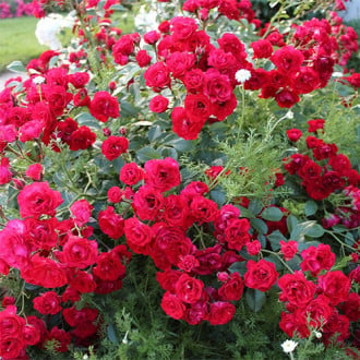 Роза почвопокровная Скарлет Мейяндекор изображение 3