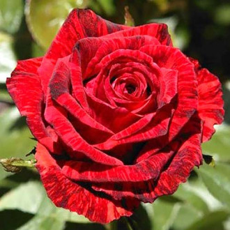 Роза чайно-гибридная Ред Интуишн изображение 5