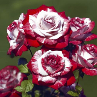 Роза спрей Флеш Найт, C2 изображение 4