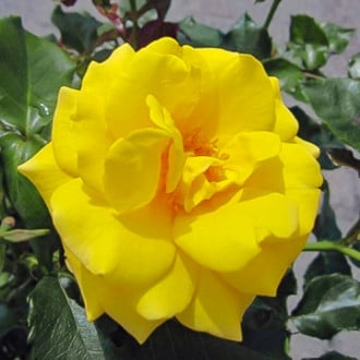 Роза спрей Рандилла Гил изображение 1