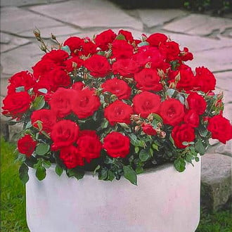 Роза спрей Рандилла Руд изображение 1