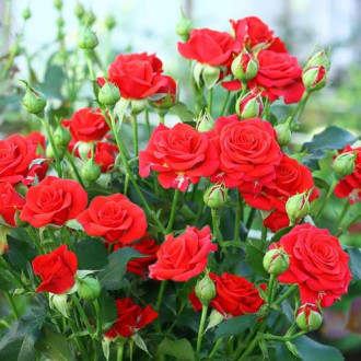 Роза спрей Ред Микадо изображение 4