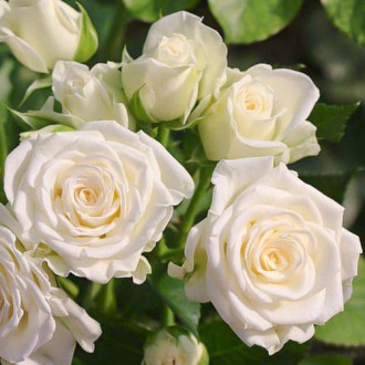 Как вырастить розу из черенков от букета и получить роскошно цветущий куст
