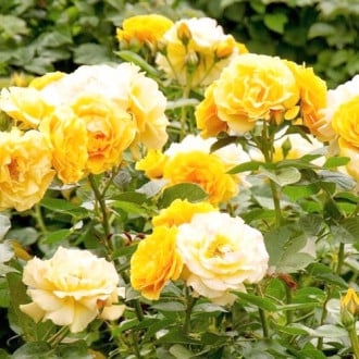 Роза флорибунда Артур Белл изображение 5