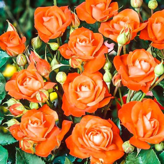 Роза флорибунда Оранж Сенсейшн изображение 5