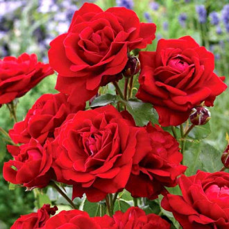 Роза флорибунда Ред Диадем изображение 5