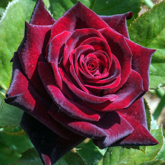 Роза чайно-гибридная Черная магия изображение 1