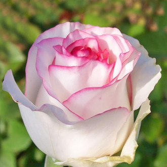 Роза чайно-гибридная Дольче Вита изображение 1