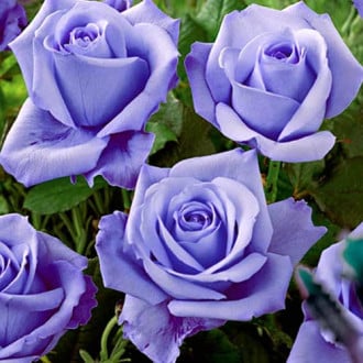 Роза чайно-гибридная Голубая изображение 3