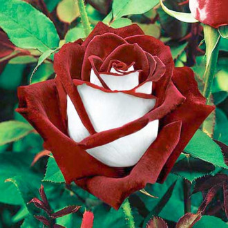 Роза чайно-гибридная Осирия изображение 1