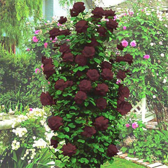 Роза плетистая Черная Королева изображение 5