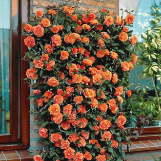 Роза плетистая Оранжевая изображение 3