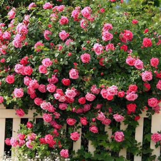 Роза плетистая Розовая изображение 6