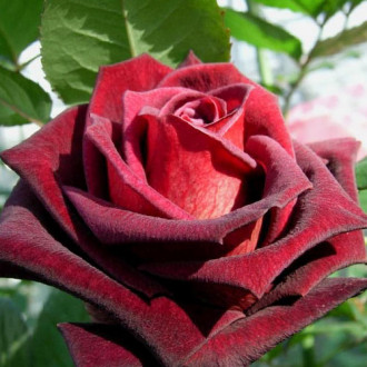 Роза чайно-гибридная Блэк Баккара изображение 3
