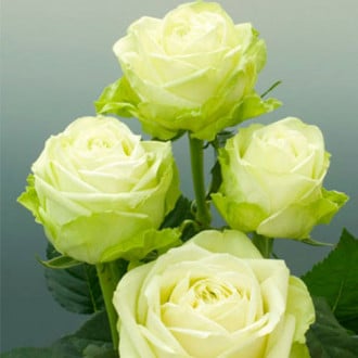 Роза чайно-гибридная Зеленая изображение 4