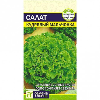 Салат кудрявый Мальчонка Семена Алтая изображение 7