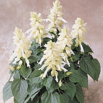 Сальвия Виста Вайт F1 Premium Seeds изображение 6