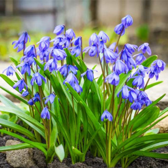 Сцилла Спринг Бьюти изображение 7