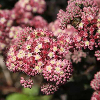 Седум (очиток) Строберри энд Крим изображение 10