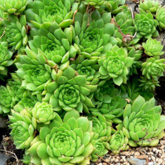 Молодило Бирчмайер изображение 10