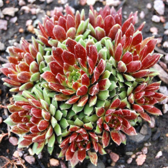 Молодило Ред Кинг изображение 14