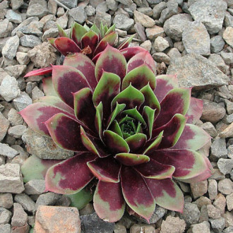 Молодило Топаз изображение 9