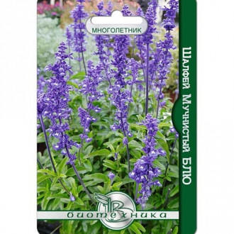 Шалфей овощной Блю Биотехника изображение 11