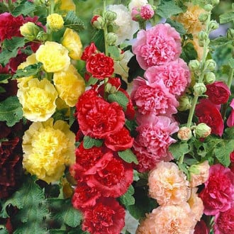 Шток-роза Чатерс, смесь окрасок изображение 6