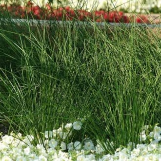 Ситник бледный Джавелин, семена