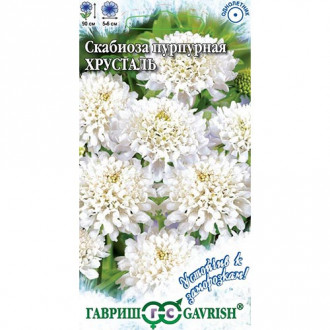 Скабиоза Хрусталь Гавриш изображение 6