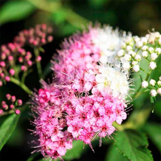 Спирея японская Генпей изображение 13