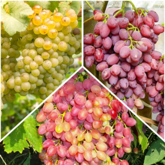 Комплект бессемянного винограда из 3 саженцев изображение 3