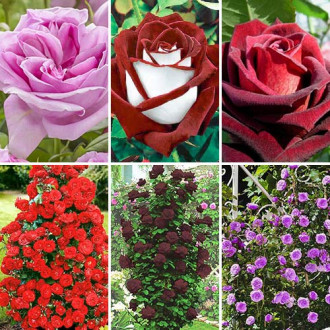 Комплект чайно-гибридных и плетистых роз из 6 сортов изображение 2