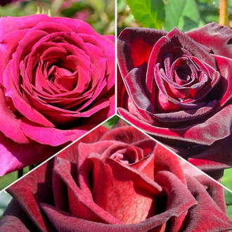 Комплект чайно-гибридных роз Триколор из 3 сортов изображение 6