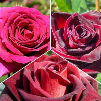 Комплект чайно-гибридных роз Триколор из 3 сортов изображение 1