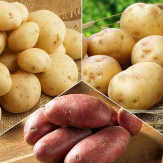 Комплект картофеля Рассыпчатый из 3 сортов изображение 4