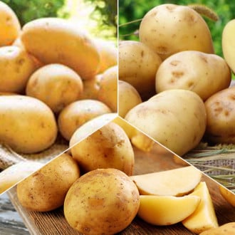Комплект картофеля Скороспелый из 3 сортов изображение 1