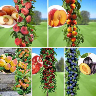 Комплект колоновидных деревьев Любимые фрукты из 5 саженцев изображение 5