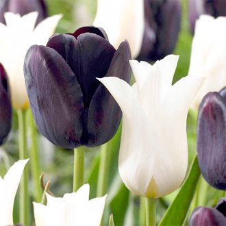Суперпредложение! Комплект лилиецветных тюльпанов из 25-ти луковиц изображение 4