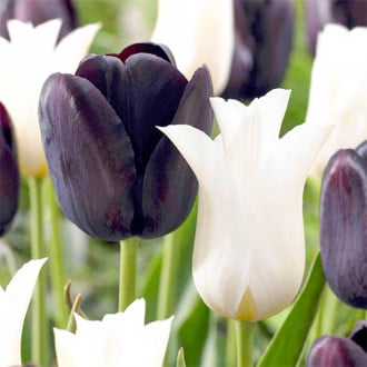 Суперпредложение! Комплект лилиецветных тюльпанов из 25-ти луковиц изображение 2