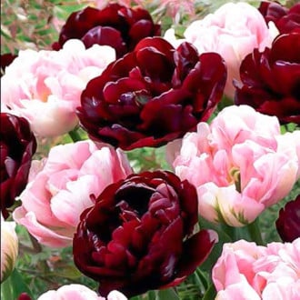 Суперпредложение! Комплект тюльпанов Магия цвета из 2-х сортов изображение 1