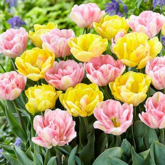 Суперпредложение! Комплект махровых тюльпанов из 25-ти луковиц изображение 5