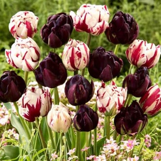 Комплект махровых тюльпанов Магия цвета изображение 4