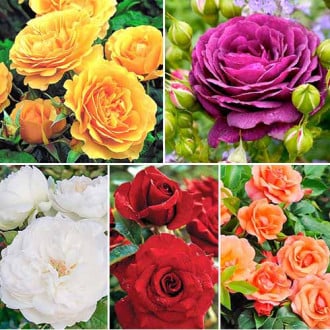 Комплект роз флорибунд Цветной микс из 5 сортов изображение 2