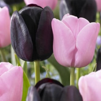 Суперпредложение! Комплект тюльпанов Цветочный Дуэт изображение 1