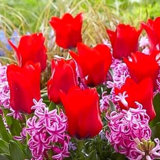 Суперпредложение! Комплект тюльпанов, гиацинтов из 14-ти луковиц изображение 1