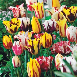 Комплект тюльпанов Грация изображение 3