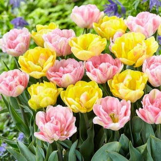 Комплект тюльпанов из 2-х сортов изображение 5