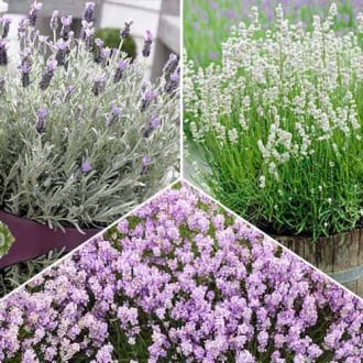 Суперпредложение! Комплект Лаванд из 3-х сортов изображение 9