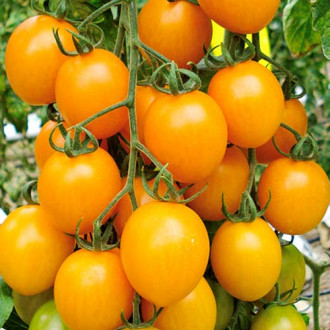 Томат-дерево Спрут сливка оранжевая F1, семена изображение 5